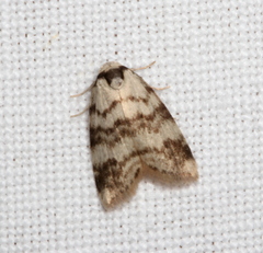 Thallarcha leptographa