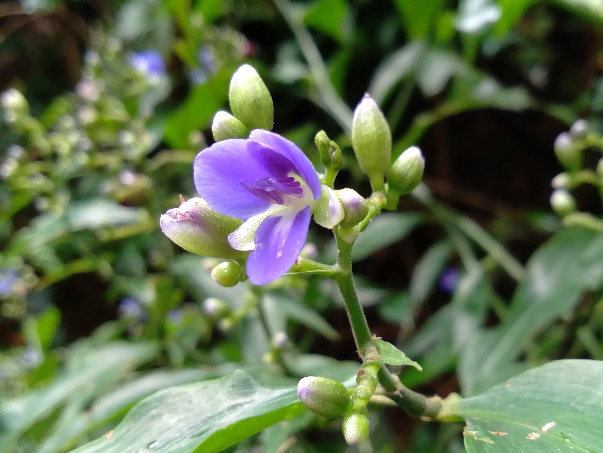 Dichorisandra hexandra