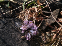 Lepidagathis trinervis