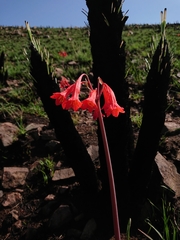 Cyrtanthus contractus