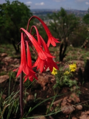 Cyrtanthus contractus