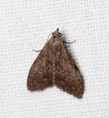 Nola pleurosema