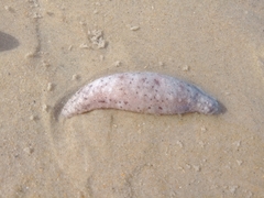 Holothuria grisea