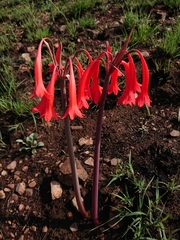Cyrtanthus contractus