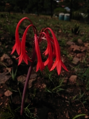 Cyrtanthus contractus