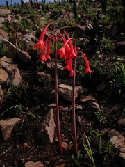 Cyrtanthus contractus