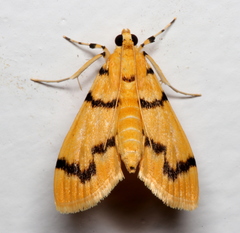 Dichocrocis clytusalis