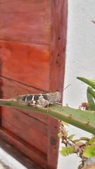 Leprus