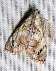 Enchesphora recurvalis