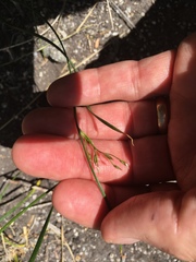 Juncus mexicanus
