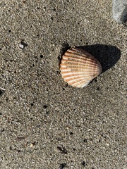 Acanthocardia tuberculata