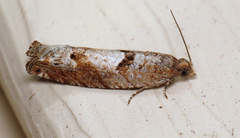 Pseudexentera sepia
