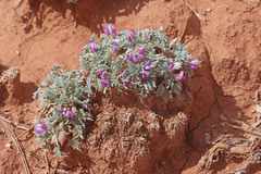 Oxytropis oreophila juniperina