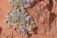 Oxytropis oreophila juniperina