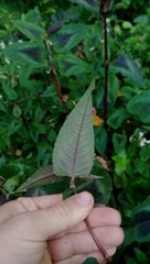 Persicaria microcephala