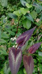 Persicaria microcephala