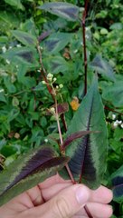 Persicaria microcephala