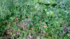 Persicaria microcephala