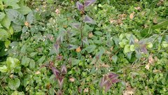 Persicaria microcephala
