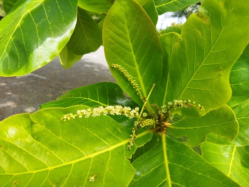 Terminalia catappa image