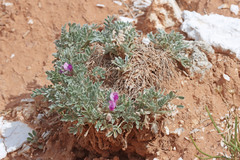 Oxytropis oreophila juniperina