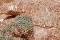 Oxytropis oreophila juniperina