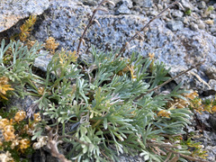 Artemisia umbelliformis