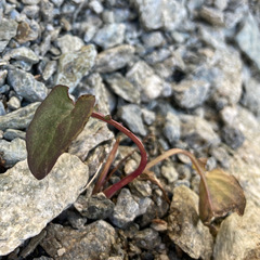 Oxyria digyna
