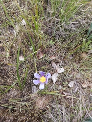 Calydorea xiphioides