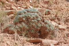 Oxytropis oreophila juniperina