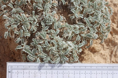 Oxytropis oreophila juniperina