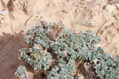 Oxytropis oreophila juniperina