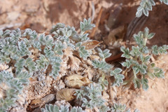 Oxytropis oreophila juniperina
