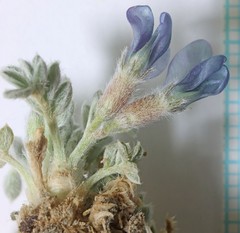 Oxytropis oreophila juniperina