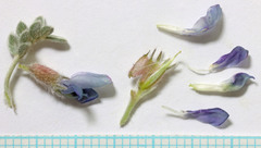 Oxytropis oreophila juniperina