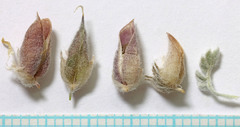 Oxytropis oreophila juniperina