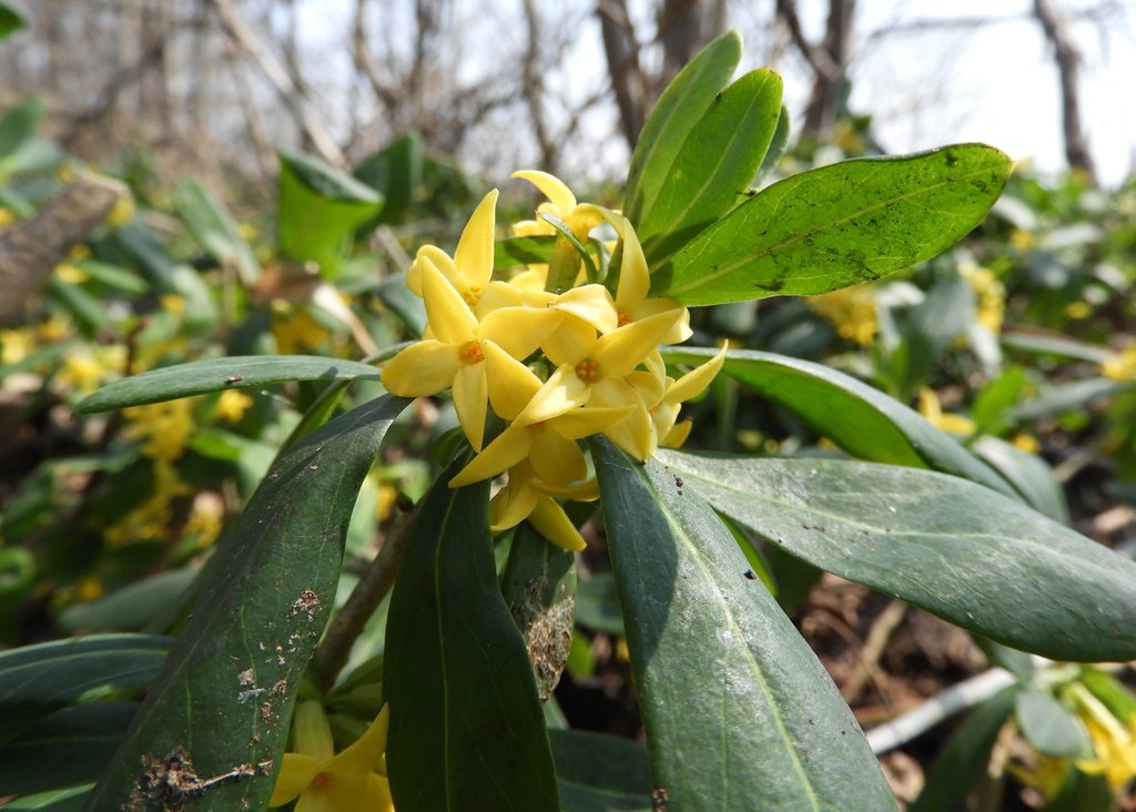 Daphne jezoensis