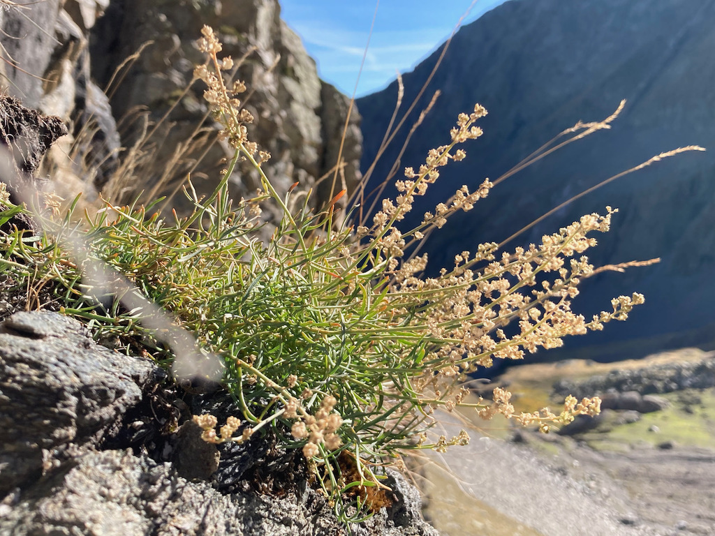 Reseda glauca