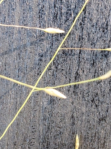 Image of Eragrostis intermedia by (c) Jo Roberts, some rights reserved (CC BY)