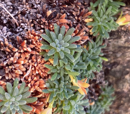 Androsace pyrenaica (Androsace pyrenaica)