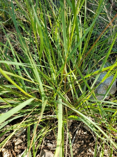 Image of Eragrostis intermedia by (c) Jo Roberts, some rights reserved (CC BY)