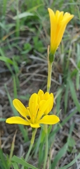 Narcissus cavanillesii