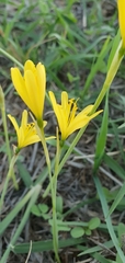 Narcissus cavanillesii