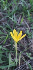 Narcissus cavanillesii