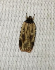 Agonopterix atrodorsella