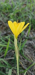 Narcissus cavanillesii