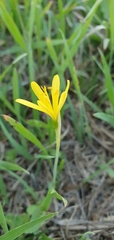 Narcissus cavanillesii
