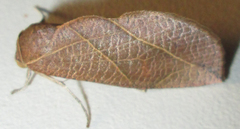 Arcyophora longivalvis