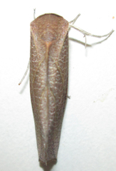 Arcyophora longivalvis