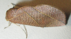 Arcyophora longivalvis